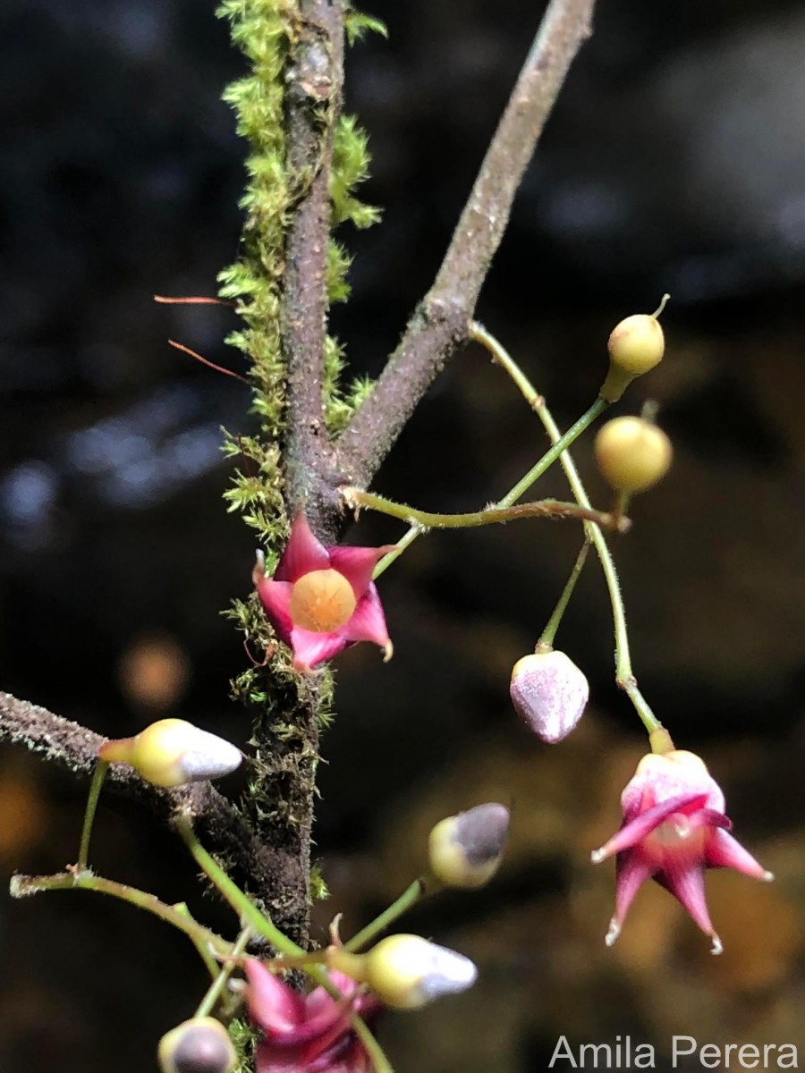 Hopea modesta (A.DC.) Kosterm.